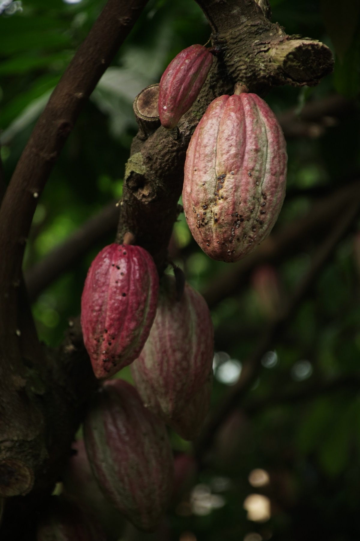 Kakao und Cacao